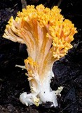 Ramaria capitata image