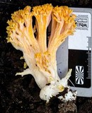 Ramaria capitata image