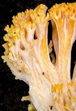 Ramaria capitata image