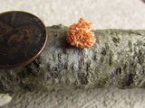 Xylaria cubensis image