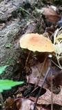 Xeromphalina tenuipes image