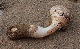 Agaricus texensis image