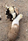 Agaricus texensis image