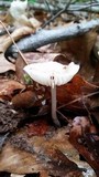 Image of Oudemansiella limonispora