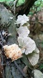 Trametes hirsuta image