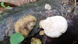 Trametes pubescens image