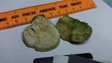 Trametes pubescens image