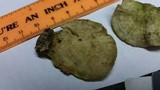 Trametes pubescens image