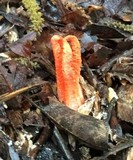 Clathrus columnatus image