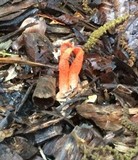 Clathrus columnatus image