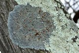 Punctelia bolliana image