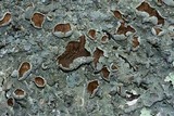 Punctelia bolliana image