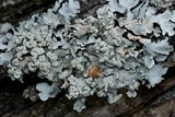 Parmotrema stuppeum image