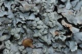 Parmotrema stuppeum image