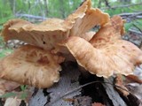 Polyporus craterellus image