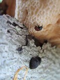 Polyporus craterellus image
