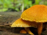 Pholiota granulosa image