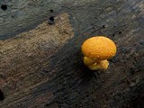 Pholiota granulosa image