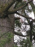 Fomitopsis officinalis image