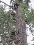 Fomitopsis officinalis image