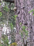 Fomitopsis officinalis image
