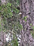 Fomitopsis officinalis image