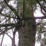 Fomitopsis officinalis image