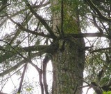 Fomitopsis officinalis image