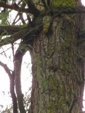 Fomitopsis officinalis image