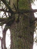 Fomitopsis officinalis image