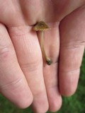 Entoloma flavoviride image