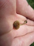 Entoloma flavoviride image