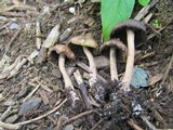 Panaeolus cinctulus image