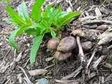 Panaeolus cinctulus image