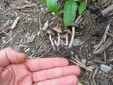 Panaeolus cinctulus image