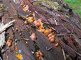 Lycogala epidendrum image