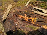 Lycogala epidendrum image