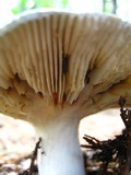 Russula aeruginea image