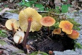 Xeromphalina tenuipes image
