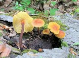 Xeromphalina tenuipes image