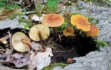 Xeromphalina tenuipes image