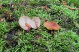 Xeromphalina tenuipes image