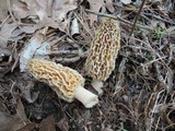 Morchella americana image