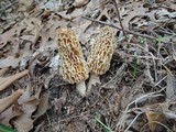 Morchella americana image