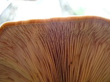 Tapinella atrotomentosa image