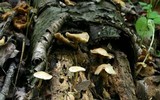 Kuehneromyces marginellus image