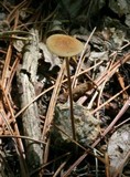 Rhizomarasmius pyrrhocephalus image