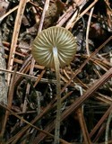 Rhizomarasmius pyrrhocephalus image