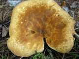 Tapinella atrotomentosa image