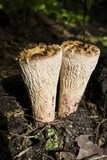 Gomphus kauffmanii image